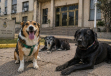 Comodoro Py es pet friendly